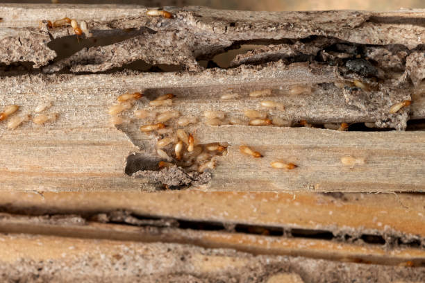 Trusted Point Clear, AL Pest Control Experts